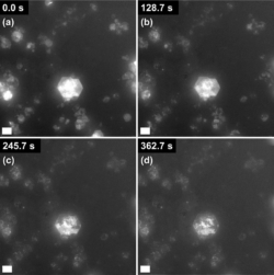 Figure 5: The dissolution of hexagonal Ca(OH)2 observed using LCTEM. Scale bars are 1 µm.