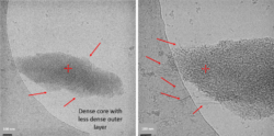Figure 6: Cryo-TEM images of emergent aragonite structure after 20 min showing Fibrous nanowire structures.