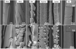 Figure 3: SEM images. The top row shows various animal hairs, showing the variety of shape, size and cuticle structure, and the bottom row shows the hairs following calcium carbonate crystallization.